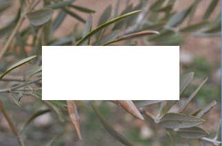 Xylella fastidiosa
